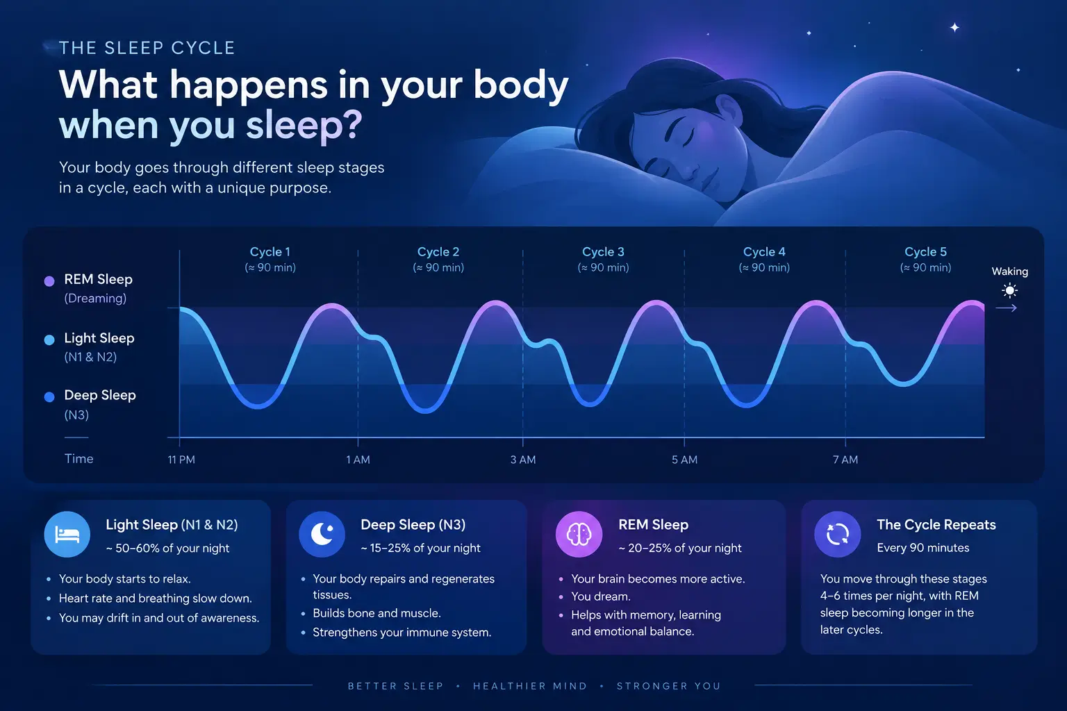 What happens in your body when you sleep, showing sleep cycle stages