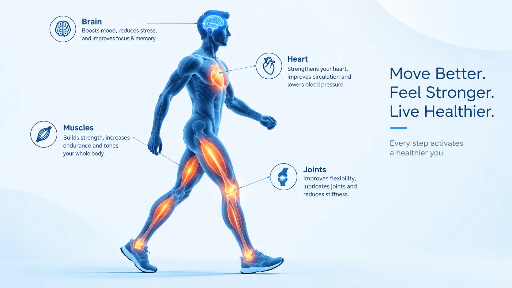 Illustration showing what happens to your body when you walk